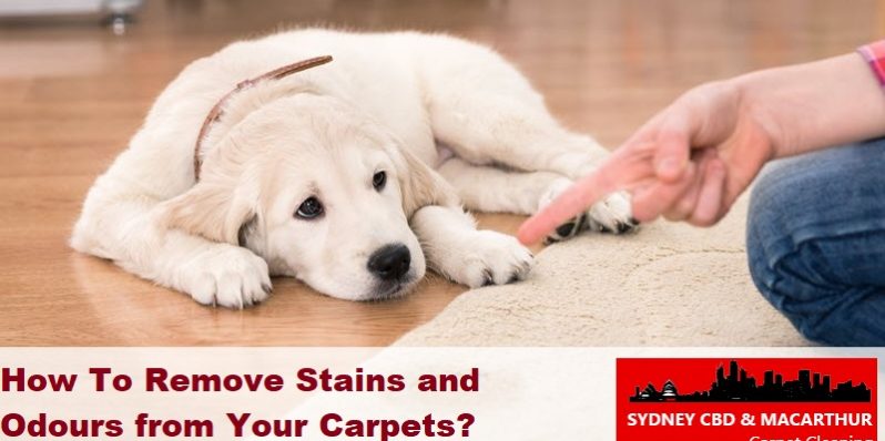 How To Remove Stains and Odours from Your Carpets
