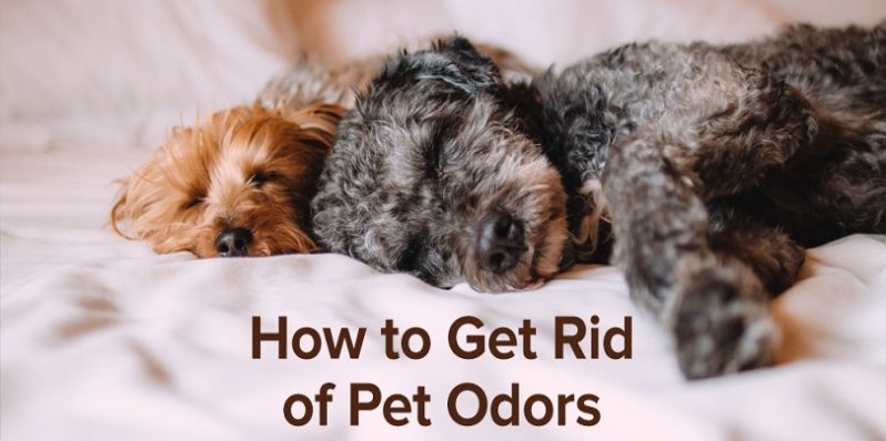 Methods to remove the pet odours from your home
